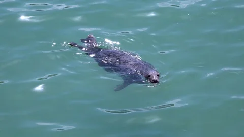 Common seal Stock Footage 94372201