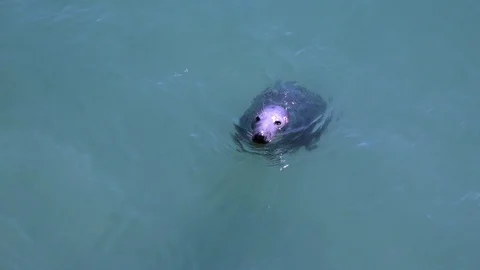 Common seal Stock Footage 94373745