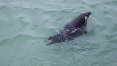 Common seal Stock Footage 94375251