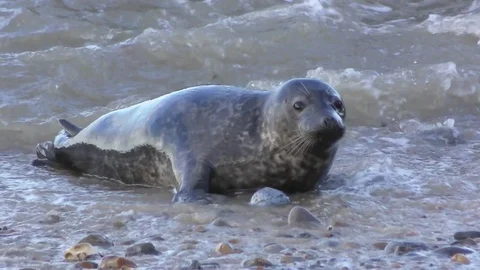 A common seal looks into the camera Stock Footage 84805983