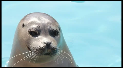 Common Seal (Phoca Vitulina) Close up in water Stock Footage 42802013