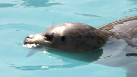 Common Seal (Phoca Vitulina) Close up, slow motion Stock Footage 42802355