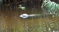 Common seal in pond with water reed close up HD Footage