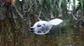 Common seal in pond with water reed close up HD Footage