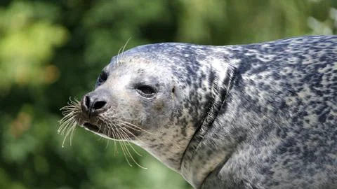 Common seal portrait Stock Photos