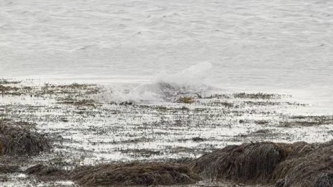 Common Seal Resting in Shallow Coastal Waters of Iceland Stock Footage 327266028
