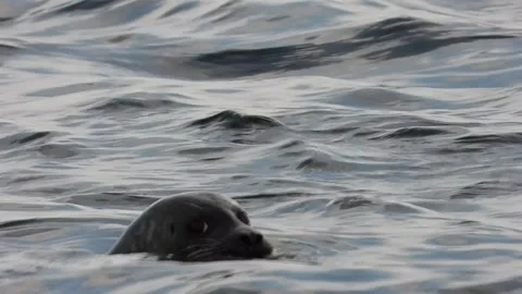 Common Seal shows off its catch with a decent sized Pollock in its mouth. Skye Stock Footage 245421461