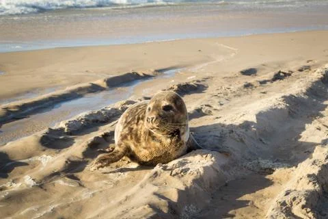 Common seal sunbathing on the beach Foto stock