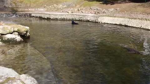 Common seal at zoo Stock Footage 48753978