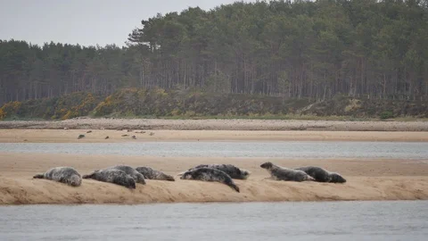 Common Seals and Harbour Seals at Loch Fleet Scotland UK Stock Footage 100665000