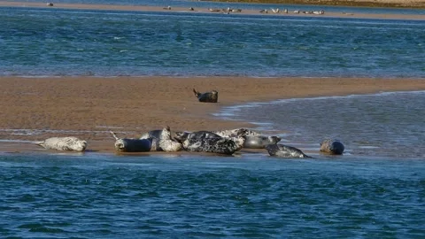 Common Seals and Harbour Seals at Loch Fleet Scotland UK Stock Footage 285247002