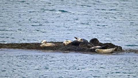 Common Seals Basking on rocks in tidal inlet. Stock Footage 109798584