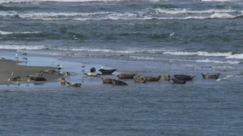 Common Seals (Phoca vitulina or harbor seal) on a sandbank, incoming tide Stock Footage 42687301