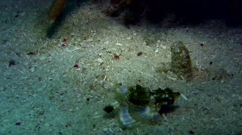 Common seamoth (Eurypegasus draconis) Stock Footage 6862526