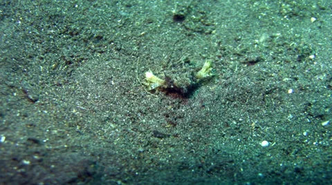 Common seamoth (Eurypegasus draconis) Stock Footage 34779076