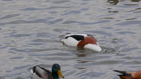 Common Shelduck Duck and other ducks swim in the fore Stock Footage 306370582