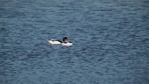 Common Shelduck Pair Foraging in Blue Lake Water Stock Footage 342663797