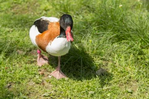 Common shelduck Stockfoto's
