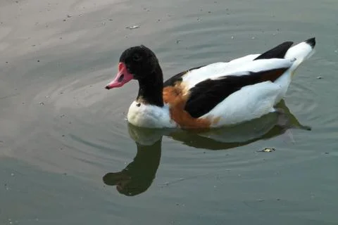 Common shelduck Stock Photos