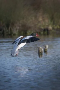 Common shelduck Foto stock