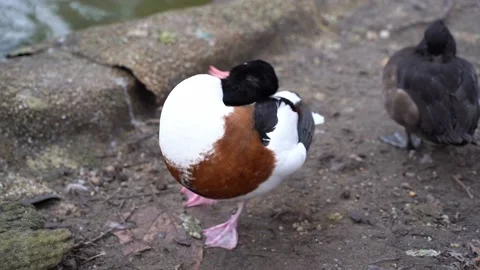 Common shelduck preening 스톡 동영상 232424223