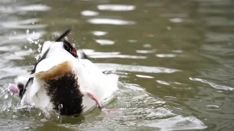 Common shelduck preening in pond Stock Footage 232424320