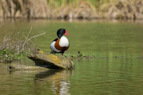 A Common Shelduck resting on a log in water Stock Photos
