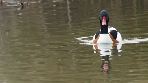 Common shelduck , Spain Stock Footage 234456328