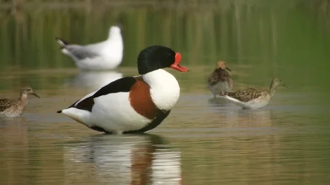 Common Shelduck Volpoca will smooth the feathers in the water 4K- Italian Nature Video stock 94984603