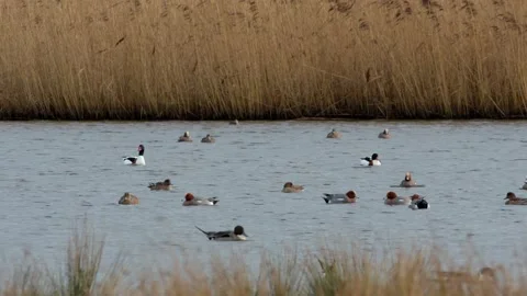 Common Shelducks and Eurasian Wigeons Stock Footage 148309325