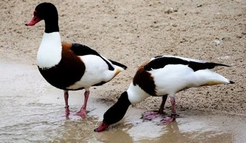 Common shelducks drinking at lake Foto stock
