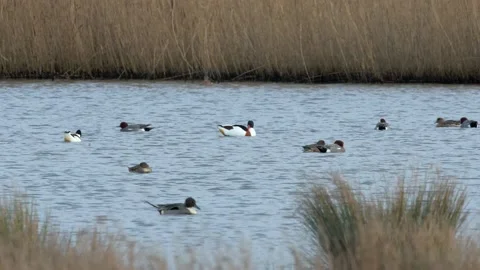 Common Shelducks, Eurasian Wigeons and Northern Pintail Stock-Footage 148995695