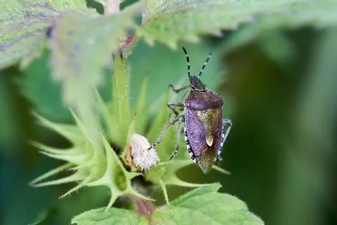 Common Shieldbug on the leaf. Stock Photos