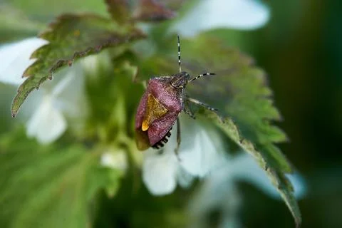 Common Shieldbug on the leaf. Stock Photos