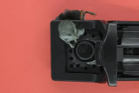 Common shrew in the mouse trap Foto stock