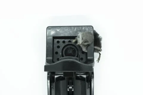 Common shrew in the mouse trap Foto stock