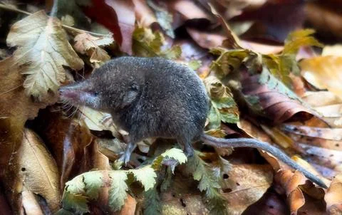 Common shrew, Sorex araneus, single animal in leaves forest Stock Photos