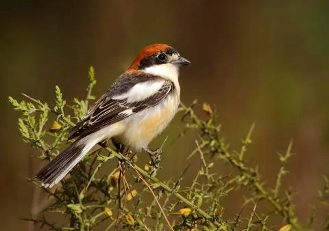 Common Shrike Stock Photos