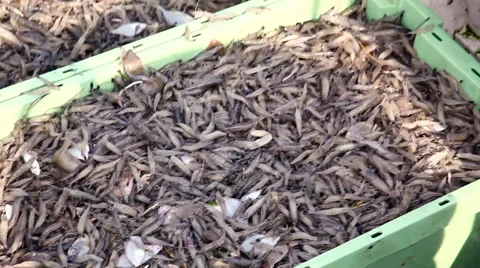 Common shrimps 動画素材 61809962