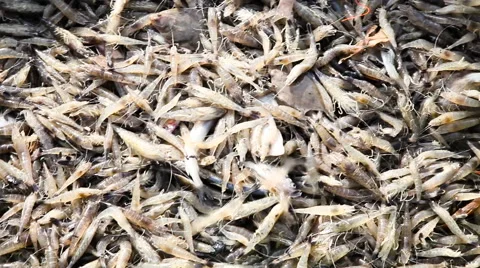 Common shrimps 스톡 동영상 61810191