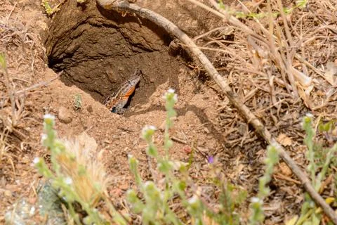 Common Side Blotched Lizard In Baja California Stock Photos