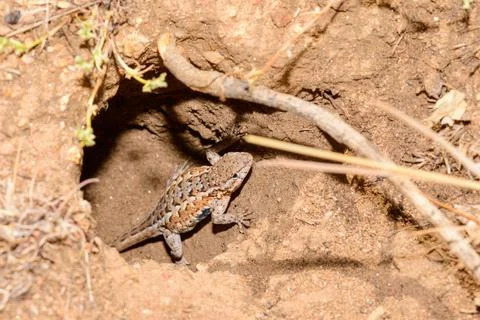 Common Side Blotched Lizard In Baja California Stock Photos