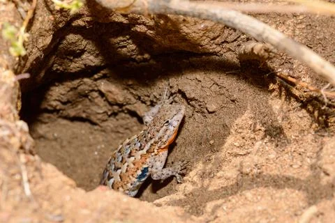 Common Side Blotched Lizard In Baja California Stock Photos