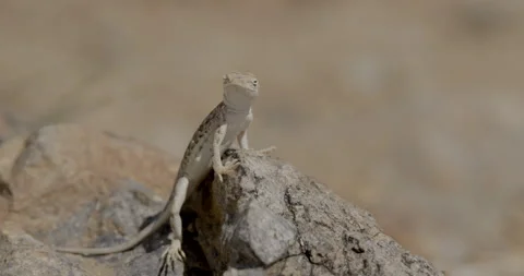 Common Side-blotched Lizard Reptile in Arizona Desert American Southwest Stock Footage 177613034