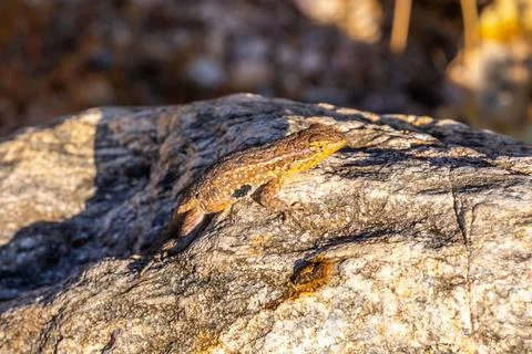 A Common Side Blotched Lizard in Tucson, Arizona Stock Photos