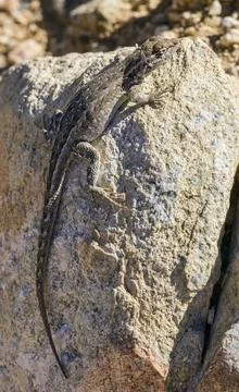 Common side-blotched lizard (Uta stansburiana) Stock Photos
