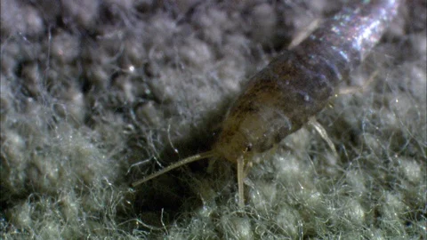 Common Silverfish crawling on fabric Video stock 95600561