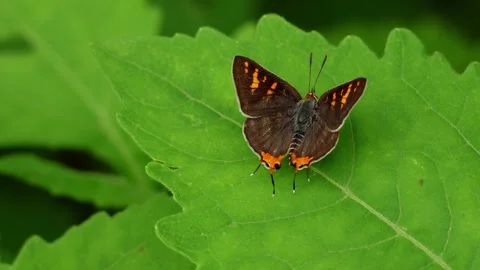 Common silverline butterfly spreading wings on green leaf Stock Footage 345369702