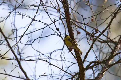 Common Siskin in Tree Stock Photos