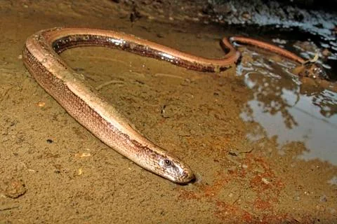 Common Slowworm, Deaf Adder, Redes Natural Park, Spain Stock Photos
